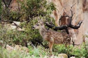 アメリカ旅行、3日目／ブライトエンジェルトレイルのミュールツアーと動物たち