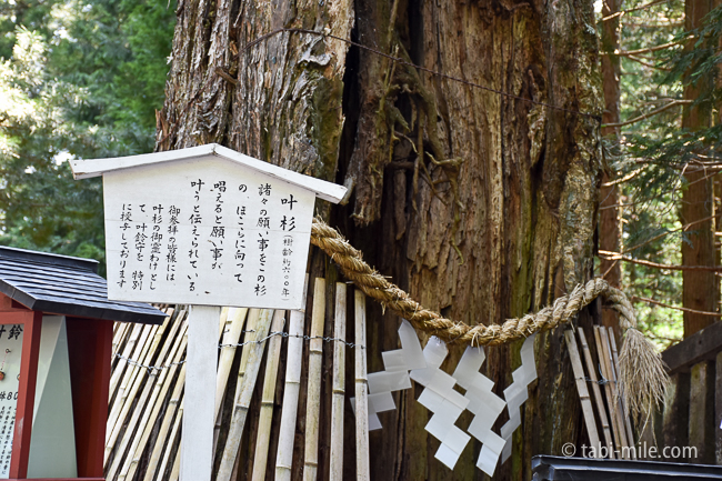 日光東照宮叶杉