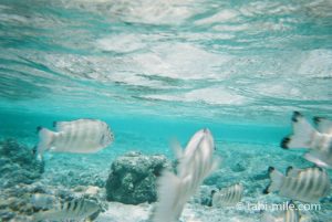ビーチに行くなら防水カメラがあるともっと楽しい！写ルンです防水カメラで十分楽しめる！