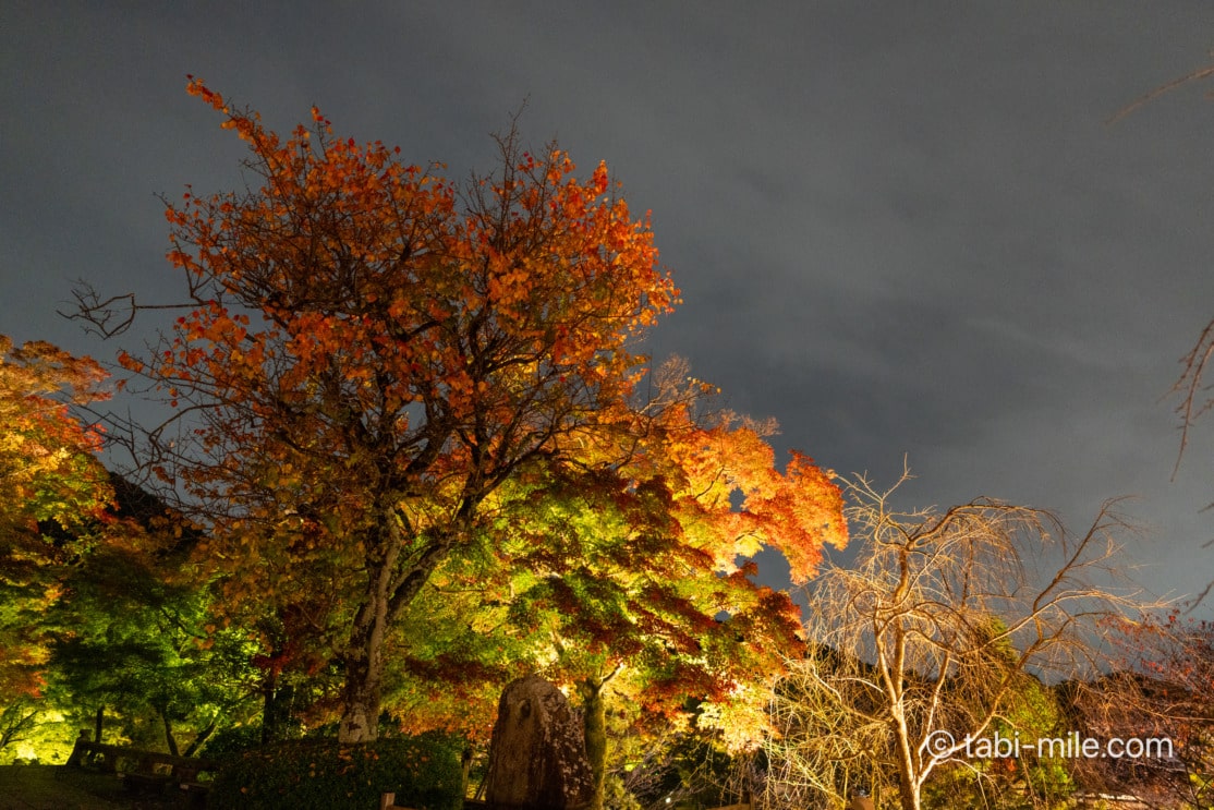 清水寺夜間特別拝観「世界遺産 清水寺 2024秋のナイトビューイング Only for Amex」紅葉